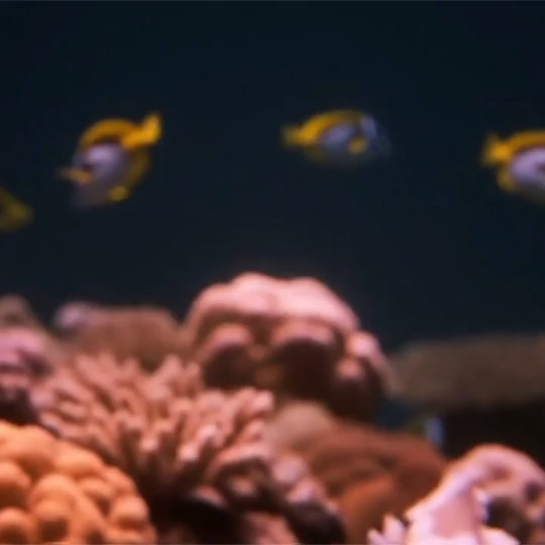Underwater coral scene generated by Gemini video model
